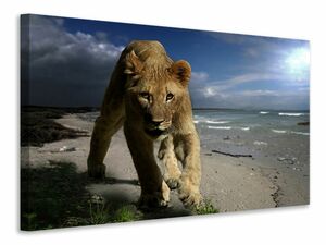 Leinwandbild Eine Lwin am Strand