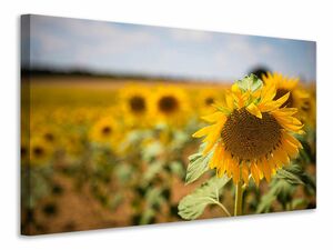 Leinwandbild Eine Sonnenblume im Feld