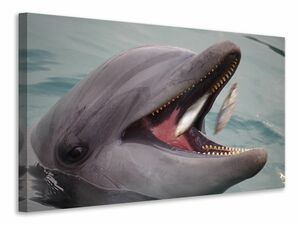 Leinwandbild Essenszeit fr einen Delphin