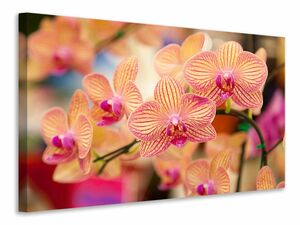 Leinwandbild Exotische Orchideen