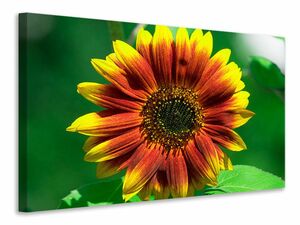 Leinwandbild Farbenprchtige Sonnenblume
