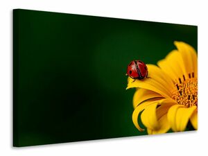 Leinwandbild Marienkfer auf der Sonnenblume