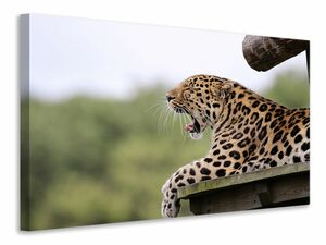 Leinwandbild Mder Leopard