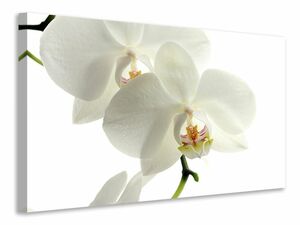 Leinwandbild Orchideen Blte