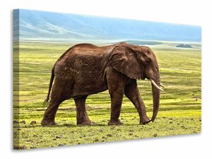 Leinwandbild Prchtiger Elefant