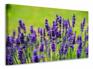 Leinwandbild Schner Lavendel