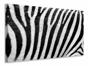 Leinwandbild Streifen vom Zebra