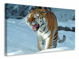Leinwandbild Tiger im Schnee