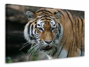 Leinwandbild XL Tiger