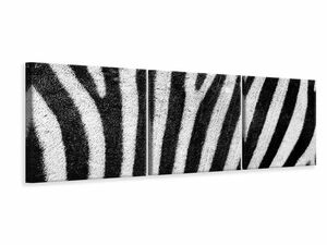 Panorama Leinwandbild 3-teilig Streifen vom Zebra