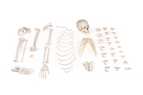 Halbskelett Skelett unmontiert (Knochensammlung)