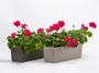 Berberis Blumenkasten Pflanzkasten mit Bewsserungssystem Selbstbewsserung 60cm und 80cm