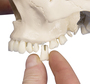 anatomisches Modell, Dental Sch�del 4-teilig