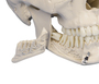 anatomisches Modell, Dental Sch�del 4-teilig