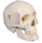 anatomisches Modell, Dental Sch�del 4-teilig