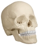 anatomisches Modell, Sch�del, skull Osteopathie, 22 Teile, nat�rliche Farbe