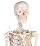 Skelett mit Muskeldarstellung, anatomisches Modell