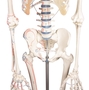 Skelett mit Muskeldarstellung, anatomisches Modell