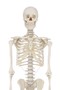 Skelett, Standardmodell, anatomisches Modell, ideal f�r das Studium