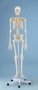 Skelett, Standardmodell, anatomisches Modell, ideal f�r das Studium