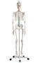 Schulskelett Oscar, Skelett f�r Schule, anatomisches Modell