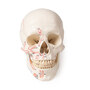 Sch�del, Kopf Skelett Skull, m. Muskelmarkierung, Sch�delmodell zerlegbar 3 Teile
