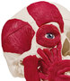 anatomisches Modell, Sch�del mit Muskulatur halbseitig, Sch�deldach abnehmbar
