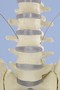 Skelett, bewegliche Wirbels�ule, anatomisches Modell