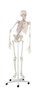 anatomisches Modell, Skelett mit beweglicher Wirbels�ule