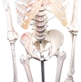 anatomisches Modell, Skelett mit beweglicher Wirbels�ule