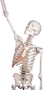 anatomisches Modell, Skelett mit beweglicher Wirbels�ule