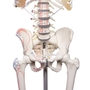 anatomisches Modell, Skelett mit beweglicher Wirbels�ule