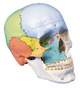 didaktischer Sch�del, Sch�delmodell, 3 Teile, skull