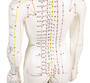 Akupunkturfigur weiblich, Akupunktur Figur, TCM, 48 cm