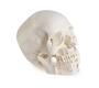 Modell Sch�del, skull, Zahnmedizin, mit CMD Syndrom, 8 Teile