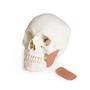 Modell Sch�del, skull, Zahnmedizin, mit CMD Syndrom, 8 Teile
