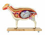 Schafmodell, Schaf, 12-teilig, 2/3 nat�rliche Gr��e, Veterin�r, Tiermedizin