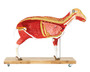 Schafmodell, Schaf, 12-teilig, 2/3 nat�rliche Gr��e, Veterin�r, Tiermedizin