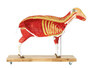 Schafmodell, Schaf, 12-teilig, 2/3 nat�rliche Gr��e, Veterin�r, Tiermedizin