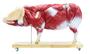 Didaktisches Schweinemodell, Schwein, 20-teilig, 1/2 nat�rliche Gr��e