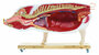 Didaktisches Schweinemodell, Schwein, 20-teilig, 1/2 nat�rliche Gr��e