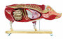 Didaktisches Schweinemodell, Schwein, 20-teilig, 1/2 nat�rliche Gr��e