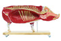 Didaktisches Schweinemodell, Schwein, 20-teilig, 1/2 nat�rliche Gr��e