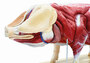 Didaktisches Schweinemodell, Schwein, 20-teilig, 1/2 nat�rliche Gr��e