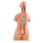 HeineScientific zweigeschlechtliches Torso-Modell