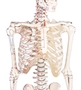 Skelett klein, Modell Daniel, mit Muskelbemalung