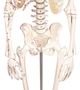 Skelett klein, Modell Daniel, mit Muskelbemalung