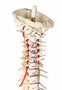 anatomisches Modell, Wirbels�ule mit Becken, Muskelbemalung