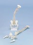 anatomisches Modell, Wirbels�ule mit Oberschenkel St�mpfen, m. Muskelmarkierungen