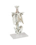 anatomisches Modell, Wirbels�ule mit Brustkorb 